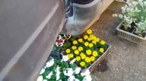 ДАЧА-САД - КАК НАДО ВЫРАЩИВАТЬ РАССАДУ ЦВЕТОВ