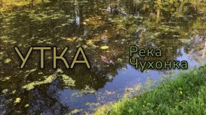 Утка. Река Чухонка