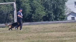 4 Отл. ОСБОРН из Белого Яра +++ №21. КЧК ТЮМЕНЬ 5 июля`25 Моно немецких овчарок