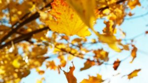 Я вернусь в родные места!