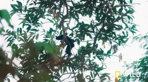 Wild Vietnam: Gibbons, Macaques, and Sea Turtles | Land of Water (Full Episode) | Nat Geo Wild