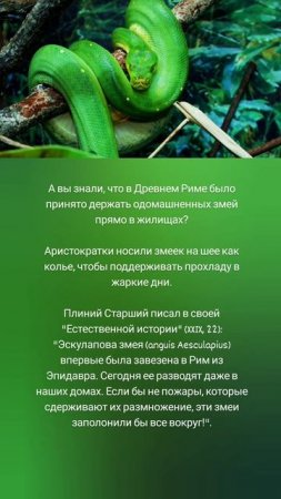 Древние римляне и их любовь к змеям 🤗⚕️🐍