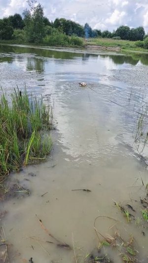 лабрадор на озере
