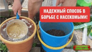 Забудьте про тлю, паутинного клеща и трипсов! Совершенно безвредный и надёжный способ!!