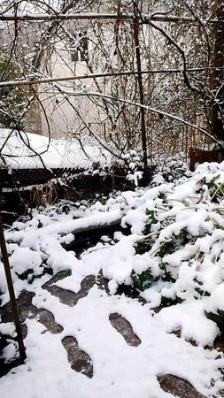 первые снежные дни, они так не долги и мокры