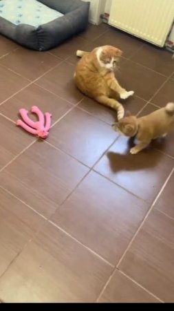 КОТИКИ.