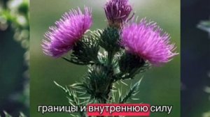 Чертополох и его магия для человека