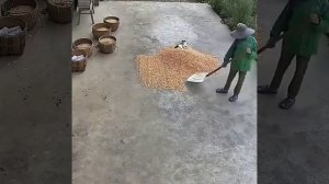 кот мешает убираться