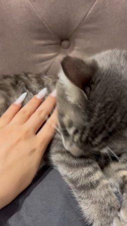 Котик милый 🐱