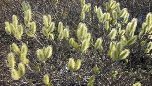 Летняя пора 2025