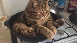 ПРИКОЛЫ С ЖИВОТНЫМИ ДО СЛЕЗ #108 Смешные КОТЫ И СОБАКИ  Приколы