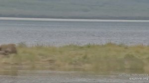 Любители вольной борьбы- мишки на Аляске не скучают-после рыбалки разминка