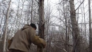 Рубим дерево эвенкийским топором заточеным на одну сторону