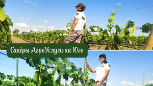 ФОРМИРОВКА ВИНОГРАДА, САПЁРЫ В СТРОЮ