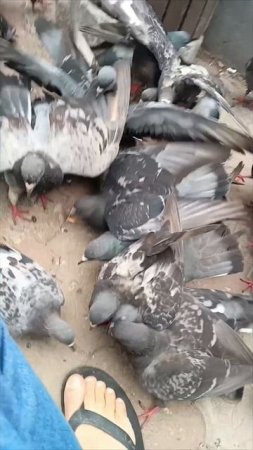 кормим голубей 🕊️