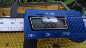 пчела Элгон в малоформатном улье без вощины строит пчелиную ячейку размером 4,83 мм , 19.07.2025