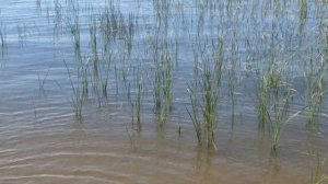 Редкая удача: вода в заливе пригодна для купания в дни Улкэмпа. Чаще она к этому времени уже безнаде