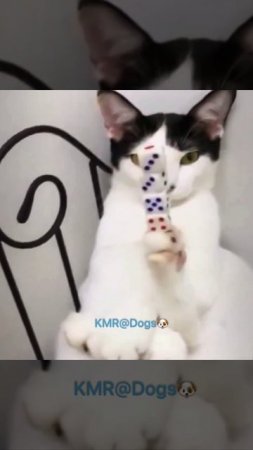 Кошка из Шаолиня☯️😂