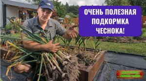 Чем подкормить чеснок за месяц до уборки. ОЧЕНЬ полезная подкормка чеснока!!