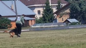 2 Отл. СС Аллюста Никас РУМБА +++ №54. КЧК ТЮМЕНЬ 5 июля`25 Моно немецких овчарок