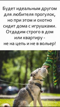 💜 Ласковая Сонечка ищет дом! 🏡 🐕