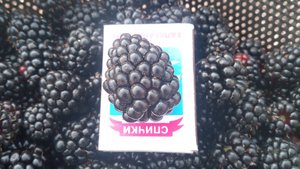 Первый сбор урожая ежевики 18 июля 2025г.