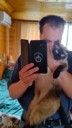 Сиамская кошка