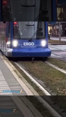 Дорогу на юг показывает😄