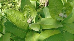 Ваточник Сирийский (Asclepias syriaca) в нашем саду 2025.