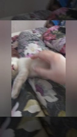 С чего все начиналось... Маленький Зевс❤️