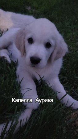 Капелла Аурика