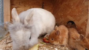 Крольчата теперь КУШАЮТ САМИ