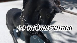 30 подписчиков