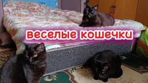 Веселые кошечки.