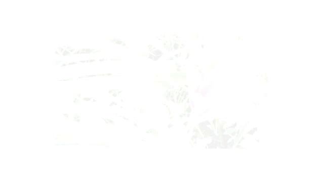 Танго лилий