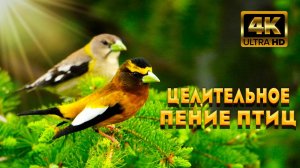 Исцеляющее пение птиц и очень красивая музыка для души звуки природы и релакс