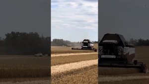 Уборка озимой пшеницы.
