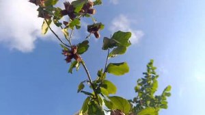 Фундук Трапезунд и другие достойные сорта.Летний обзор урожая.19.07.25.