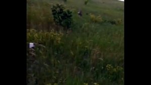 2020 05 28 Работа пойнтера по перепелу