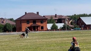 2 Отл. СС Goldene Bienenstock AVALON +++ №19. КЧК ТЮМЕНЬ 5 июля`25 Моно немецких овчарок