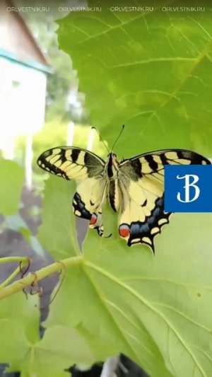 Редкую бабочку из Красной книги заметили в Кромах