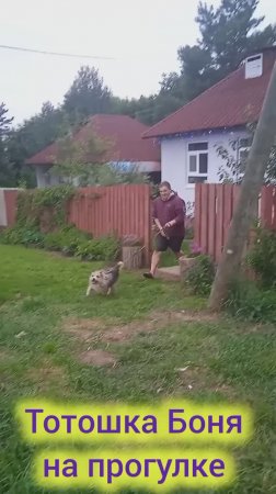 Теперь у Тотошки два имени и ни одного дома!