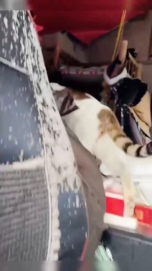 Котики подобранные в разных странах