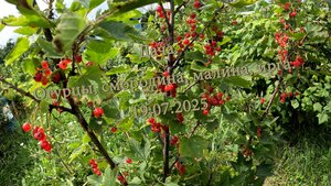 Дача. Огурцы, смородина, малина, ирга. 19.07.2025