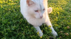 кот Зефир и его добыча