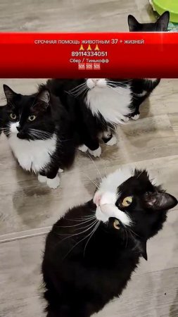 НАМ НЕЧЕГО КУШАТЬ 😿