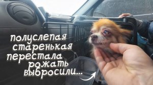 Рожала пока почти не ослепла и не была выброшена_! История собаки, доживающей у нас свой век.