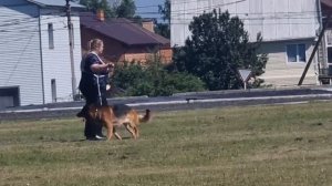 8 Отл. Баларис КЭНОН +++ №18. КЧК ТЮМЕНЬ 5 июля`25 Моно немецких овчарок