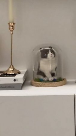 Шпион кот Подборка