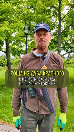 Роща из дуба красного. Монастырский сад Площанской пустыни. Брянская область